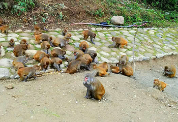 神农架猕猴乐园第 20 张图片