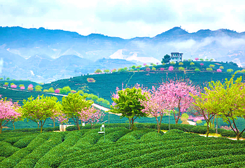 永福台品樱花茶园第 30 张图片