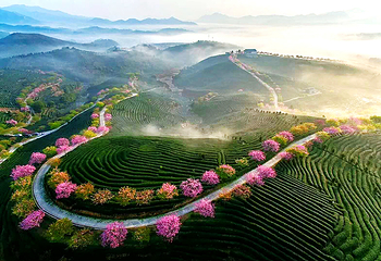 永福台品樱花茶园第 29 张图片