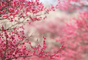 郴州樱花谷第 4 张图片