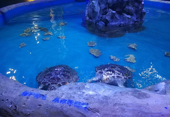 海之语海洋世界第 7 张图片