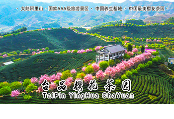 永福台品樱花茶园第 24 张图片