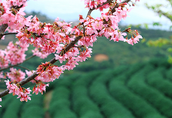 永福台品樱花茶园第 10 张图片