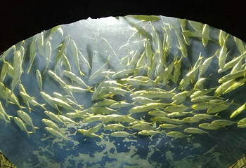海之语海洋世界第 2 张图片