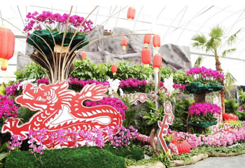 2019年深圳沙井兰花展第 3 张图片