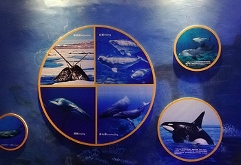 海之语海洋世界第 3 张图片