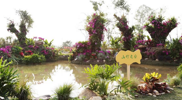 2019年深圳沙井兰花展