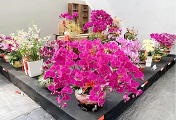 2019年深圳沙井兰花展第 2 张图片