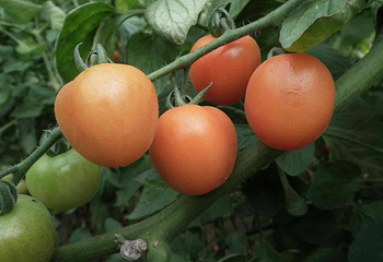 北京金盛强世界花卉观光园第 11 张图片
