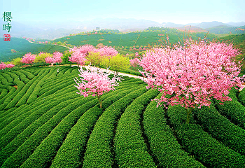 永福台品樱花茶园第 2 张图片
