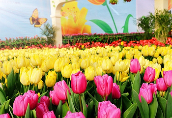 豪泽国际郁金香花海欢乐城第 18 张图片