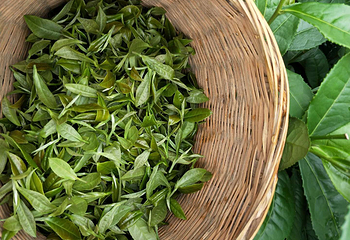 茶溪谷第 3 张图片