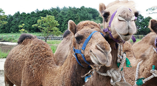 骆驼骑行