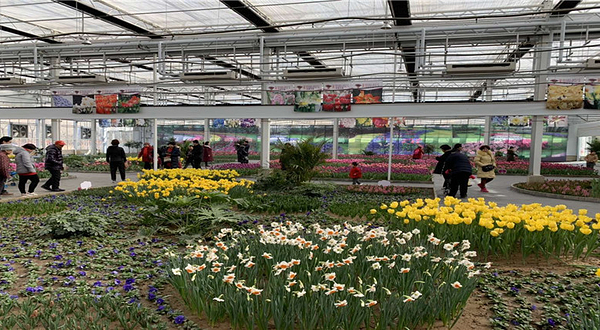 赵全营镇北郎中迎春花展