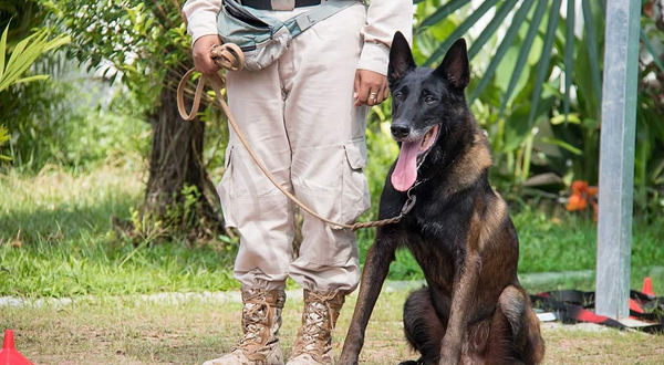 暹粒NPA排雷犬表演