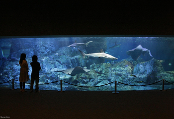 大分海之卵水族馆第 5 张图片