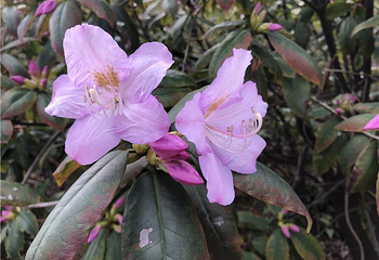 南昌中盛山庄杜鹃花节第 3 张图片