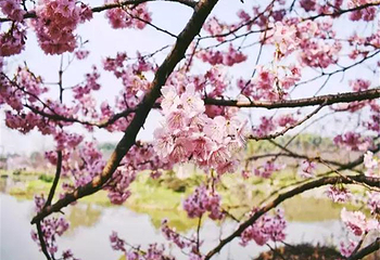 东湖樱花园第 11 张图片