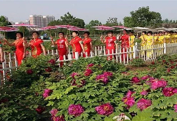 北京牡丹园第 5 张图片