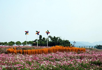 蔚然花海第 121 张图片