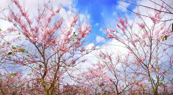 油菜花大顺农庄-樱花节