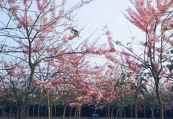油菜花大顺农庄-樱花节第 2 张图片