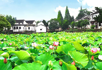 诸葛八卦村景区第 11 张图片