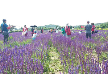 回龙山生态田园旅游区第 22 张图片