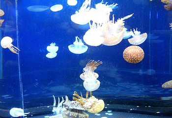 新江之岛水族馆第 6 张图片