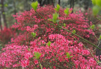 南昌中盛山庄杜鹃花节第 2 张图片