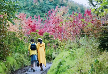 川西红枫岭第 36 张图片