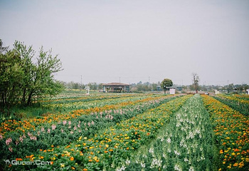 蔚然花海第 162 张图片