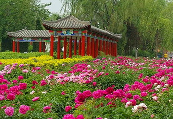 汉牡丹园景区第 26 张图片
