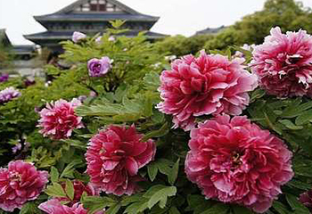 花田厝鲜花艺术小镇第 32 张图片
