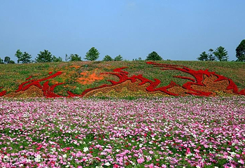 蔚然花海第 292 张图片
