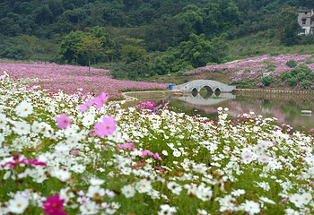 石桥水乡湿地公园第 15 张图片