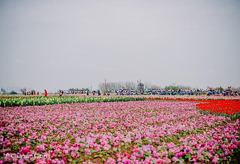蔚然花海第 156 张图片