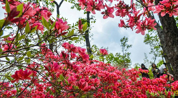 南昌中盛山庄杜鹃花节