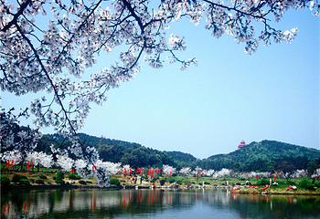 东湖樱花园第 49 张图片