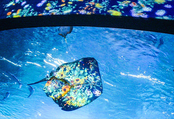 新江之岛水族馆第 3 张图片