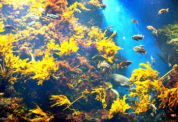 新江之岛水族馆第 8 张图片