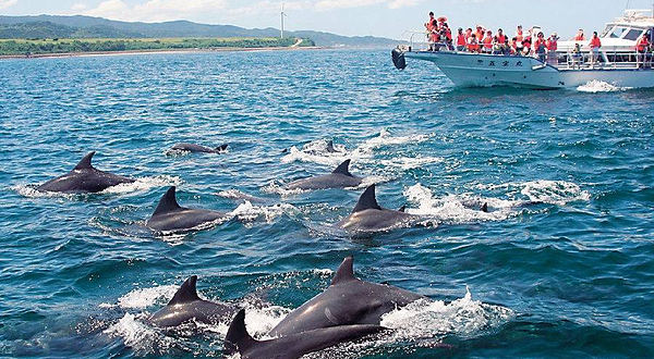 长崎野生海豚