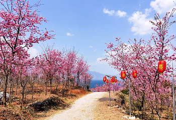 抚仙湖世家樱花园第 3 张图片
