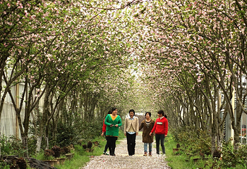 碧云花海农庄第 4 张图片