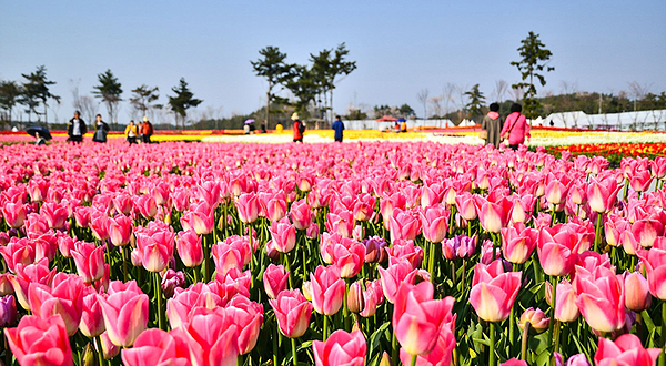 泰安郁金香庆典