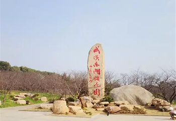 东湖樱花园第 36 张图片