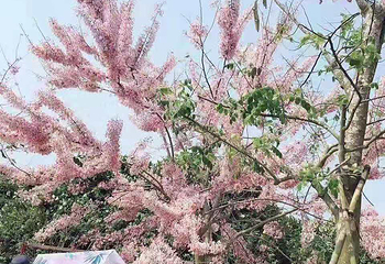 油菜花大顺农庄-樱花节第 5 张图片