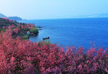 抚仙湖世家樱花园第 2 张图片