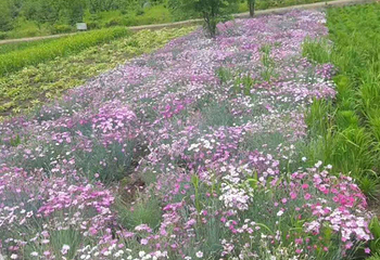 回龙山生态田园旅游区第 24 张图片