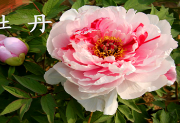 汉牡丹园景区第 23 张图片